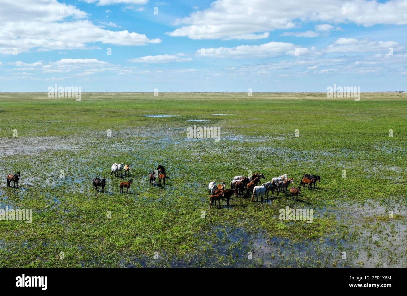 Eine Herde von Rindern, die auf einer üppigen Grünes Feld Stockfoto