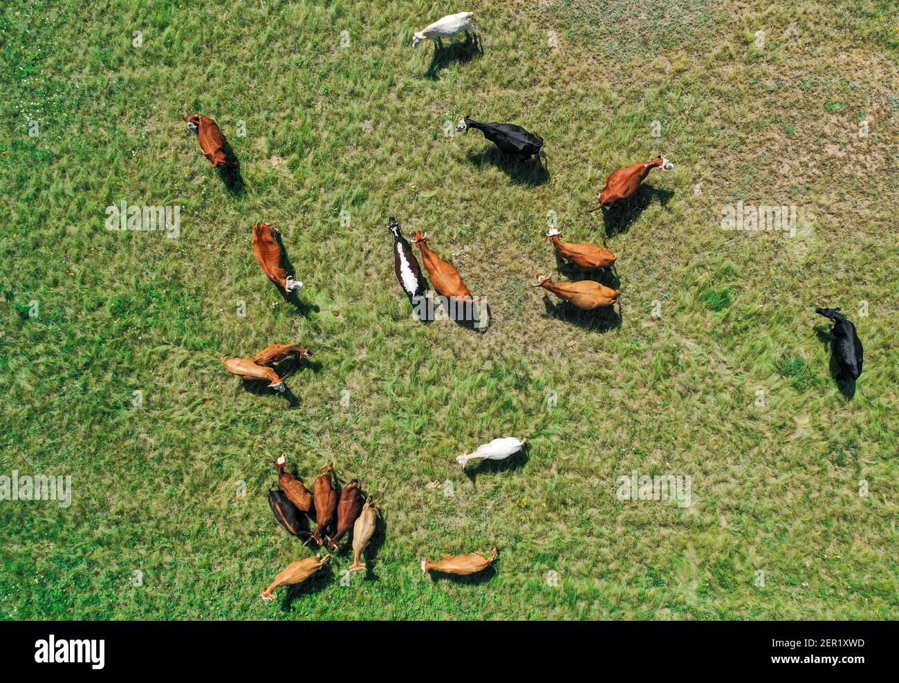 Eine Herde von Rindern, die auf einer üppigen Grünes Feld Stockfoto