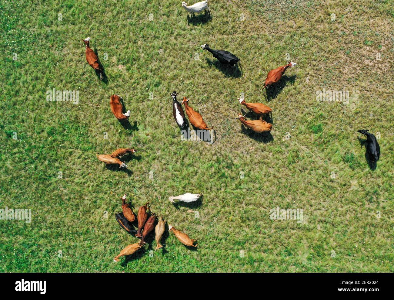 Eine Herde von Rindern, die auf einer üppigen Grünes Feld Stockfoto