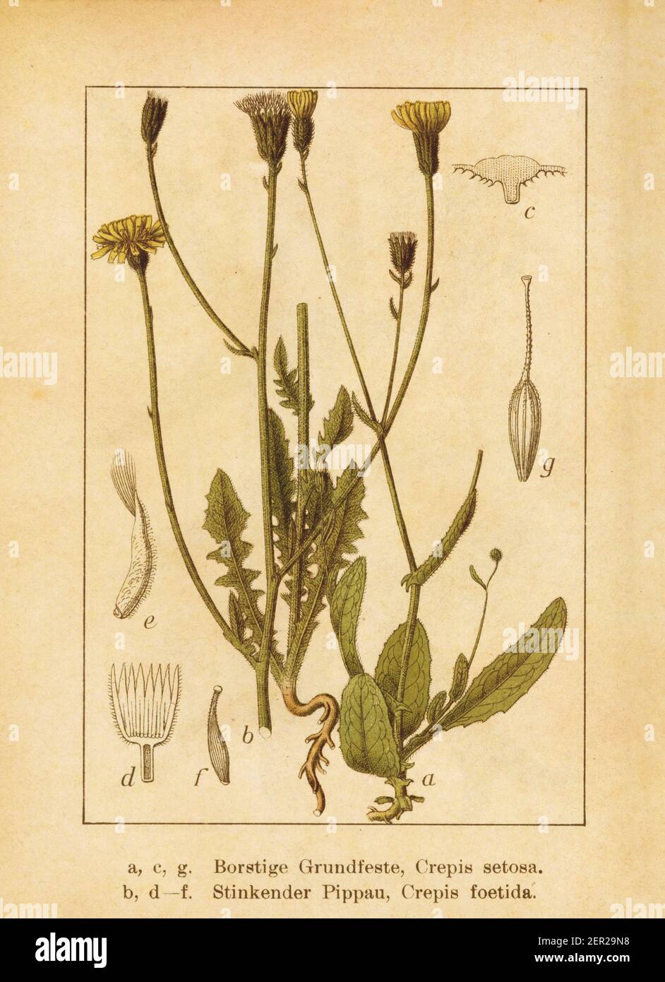 Antike Illustration eines crepis setosa (auch als borstiger Hagebart bekannt) und crepis foetida (auch als stinkender Hagebart bekannt). Gestochen von Jacob S. Stockfoto