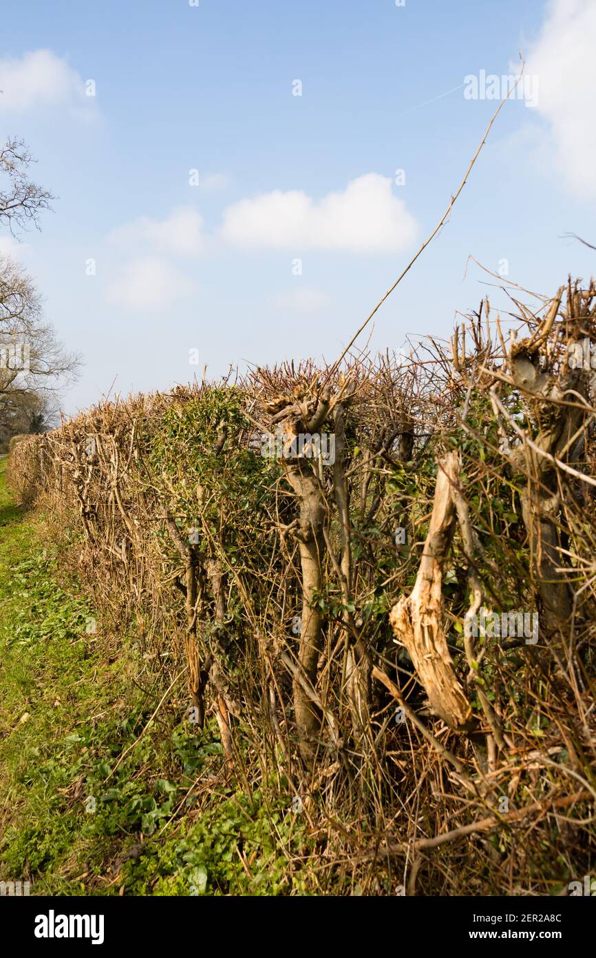 Vor kurzem geschnitten Landfeld Grenze Heckenhöhe. Barkston Village, Grantham, Lincolnshire, England Stockfoto