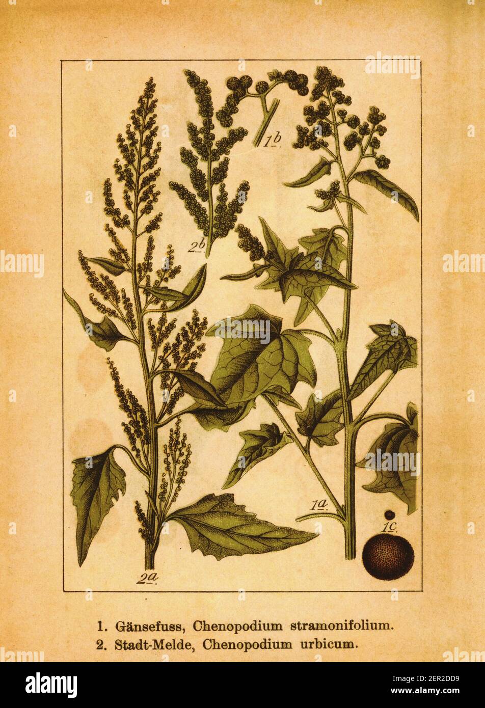 19th-Jahrhundert-Illustration von Chenopodium stramonifolium und aufrecht Stachelfuß. Stich von Jacob Sturm (1771-1848) aus dem Buch Deutschlands Flora i Stockfoto