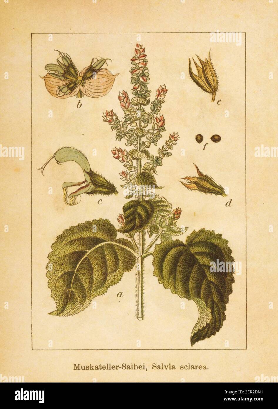 Sage Plant Illustration Stockfotos Und Bilder Kaufen Alamy