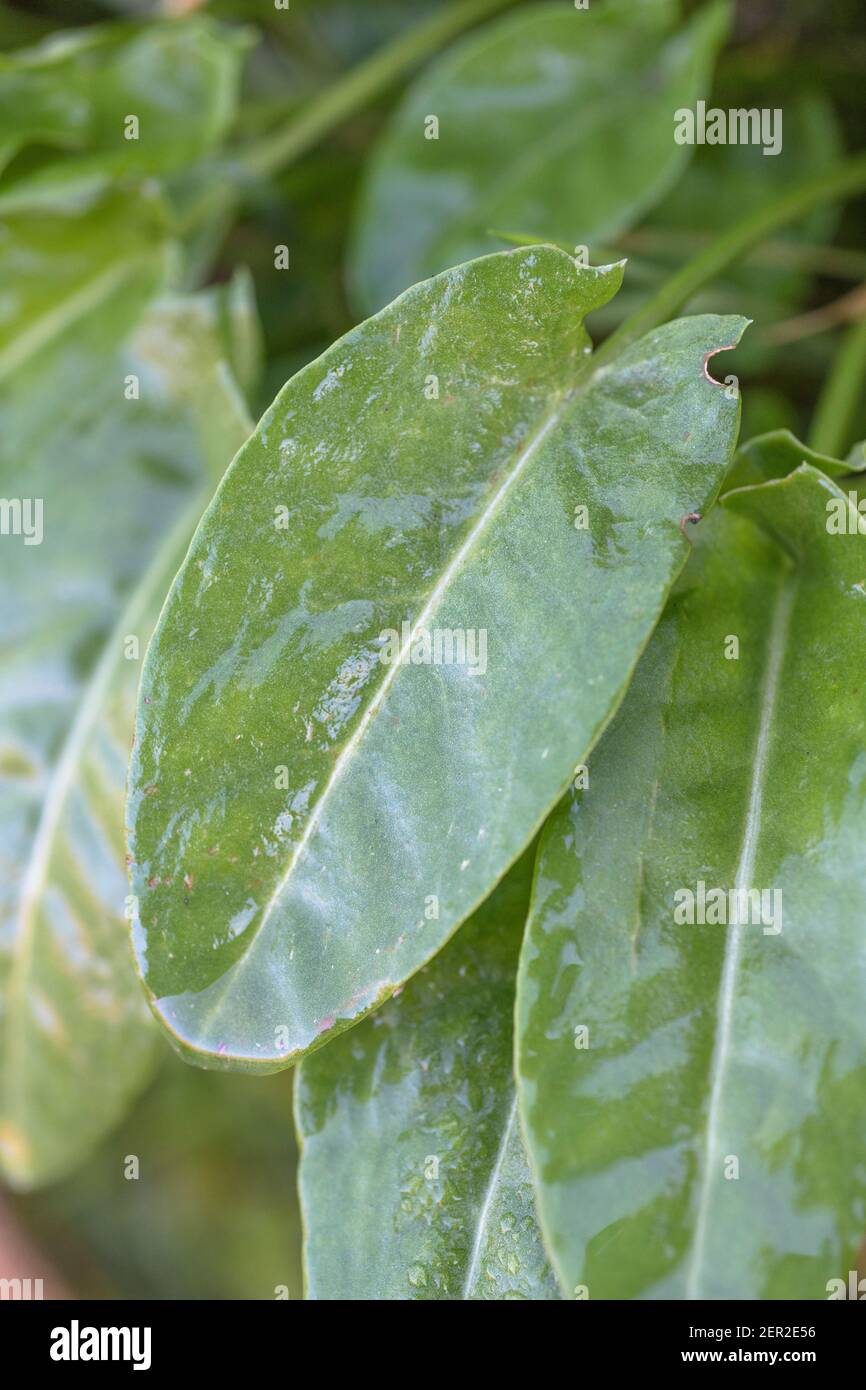 Klumpen von Springtime gemeiner Sauerampfer / Rumex acetosa Blätter wachsen wild in einer kornischen Heckenblume. Wurde für Nahrung gedient und in der Kräutermedizin verwendet. Stockfoto