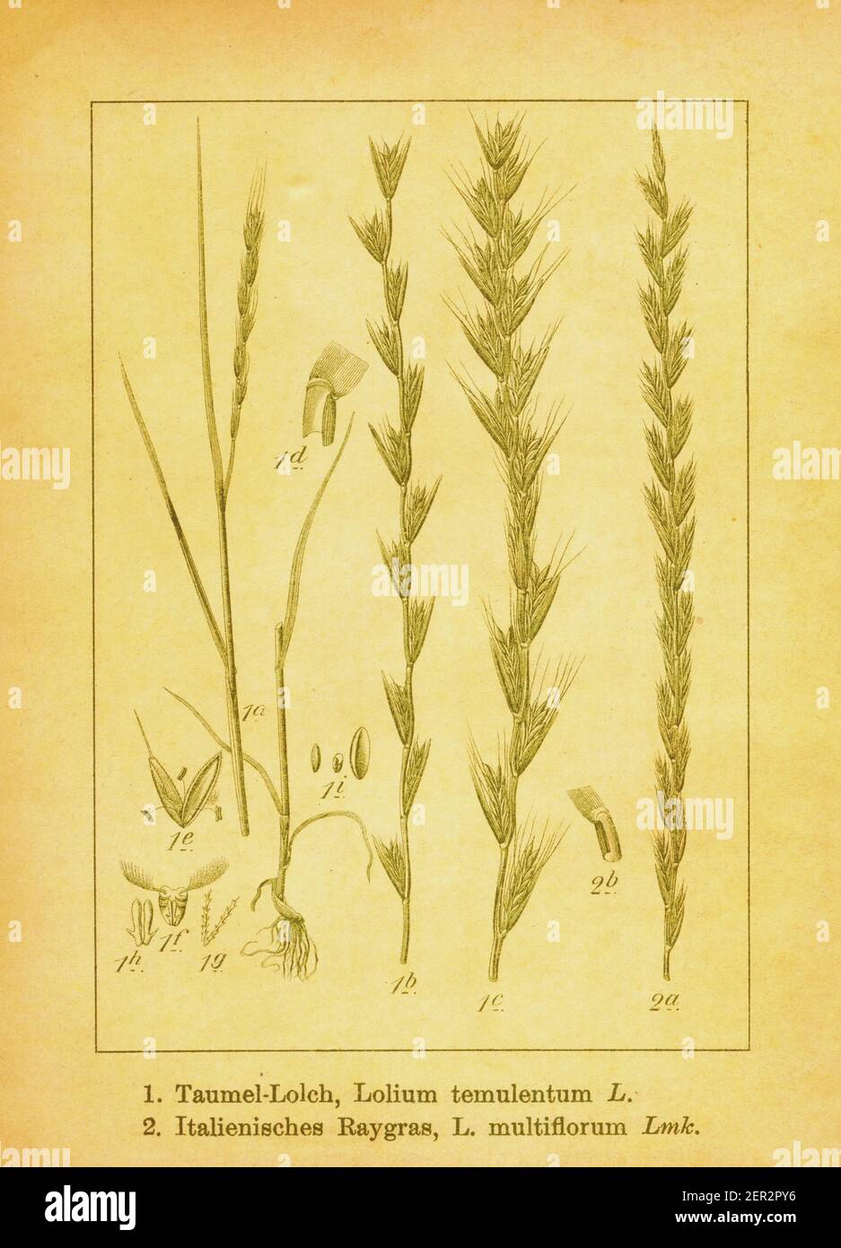 Antike Illustration von Darnel und italienischem Weidelgras. Stich von Jacob Sturm (1771-1848) aus dem Buch Deutschlands Flora in Abbildungen nach der Nat Stockfoto
