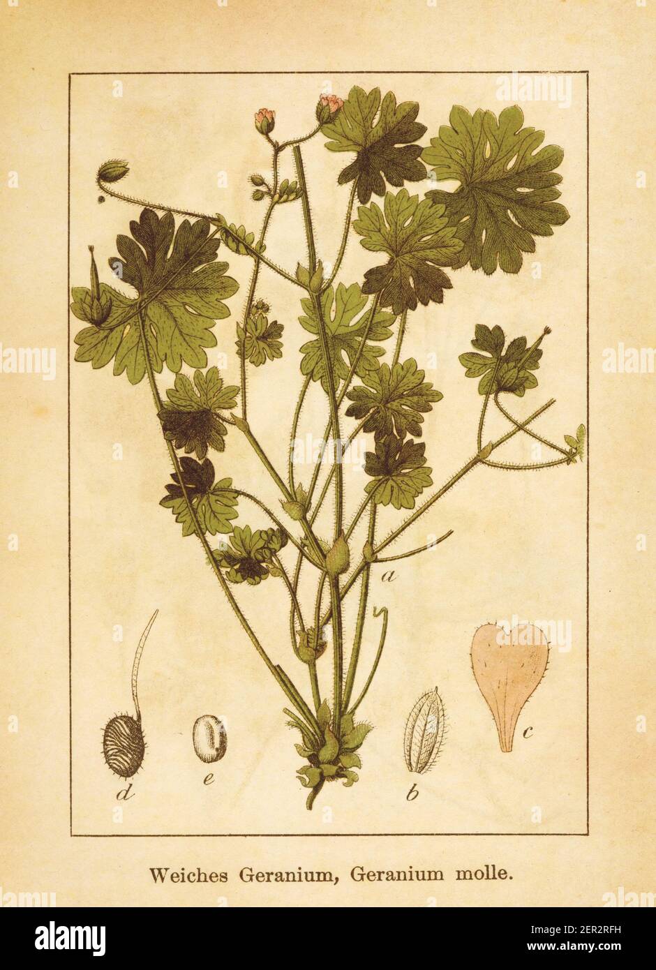 Antike Illustration einer Geranie molle, auch bekannt als Dovesfoot Cranesbill, Dovefoot Geranium oder awnless Geranium. Gestochen von Jacob Sturm (1771-184 Stockfoto