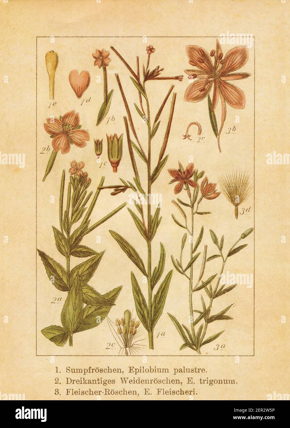 Antike Illustration eines epilobium palustre (auch bekannt als Sumpfweidenkraut), epilobium trigonum (auch bekannt als epilobium algidum) und epilobium fle Stockfoto