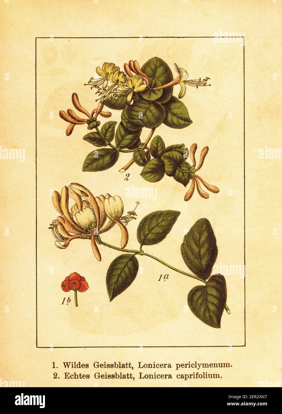Antike 19th-Jahrhundert-Illustration von europäischem Geißblatt und Perfoliat Geißblatt. Stich von Jacob Sturm (1771-1848) aus dem Buch Deutschlands Stockfoto