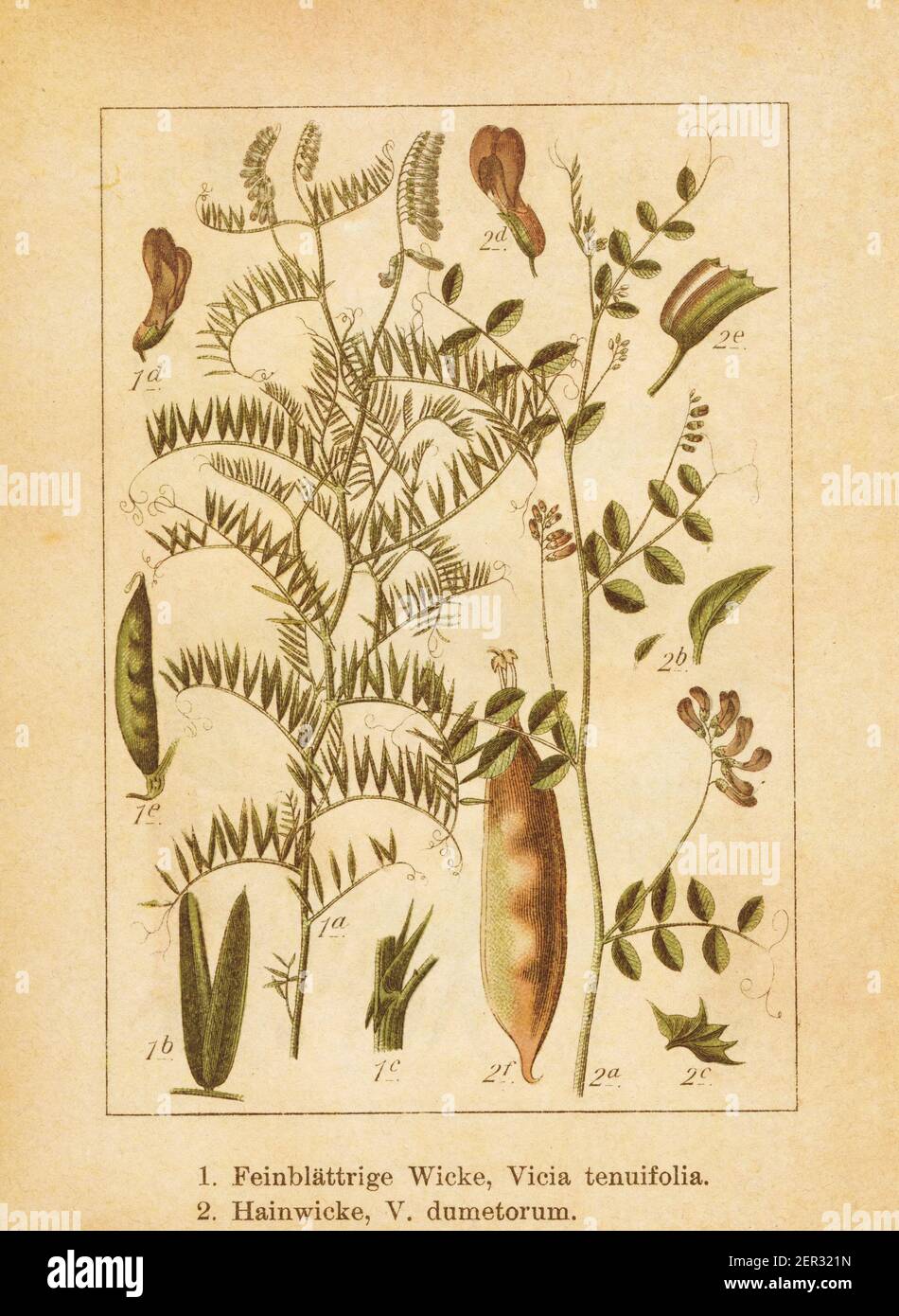 Antike Illustration eines vicia tenuifolia (auch bekannt als feinblättriger Vetch) und vicia dumetorum. Gestochen von Jacob Sturm (1771-1848) und veröffentlicht in Stockfoto