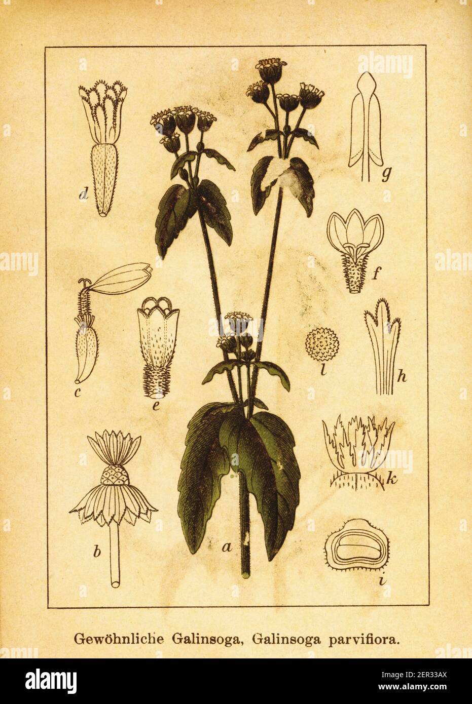 Antike Gravur von Gallant Soldat. Illustration von Jacob Sturm (1771-1848) aus dem Buch Deutschlands Flora in Abbildungen nach der Natur mit Besch Stockfoto