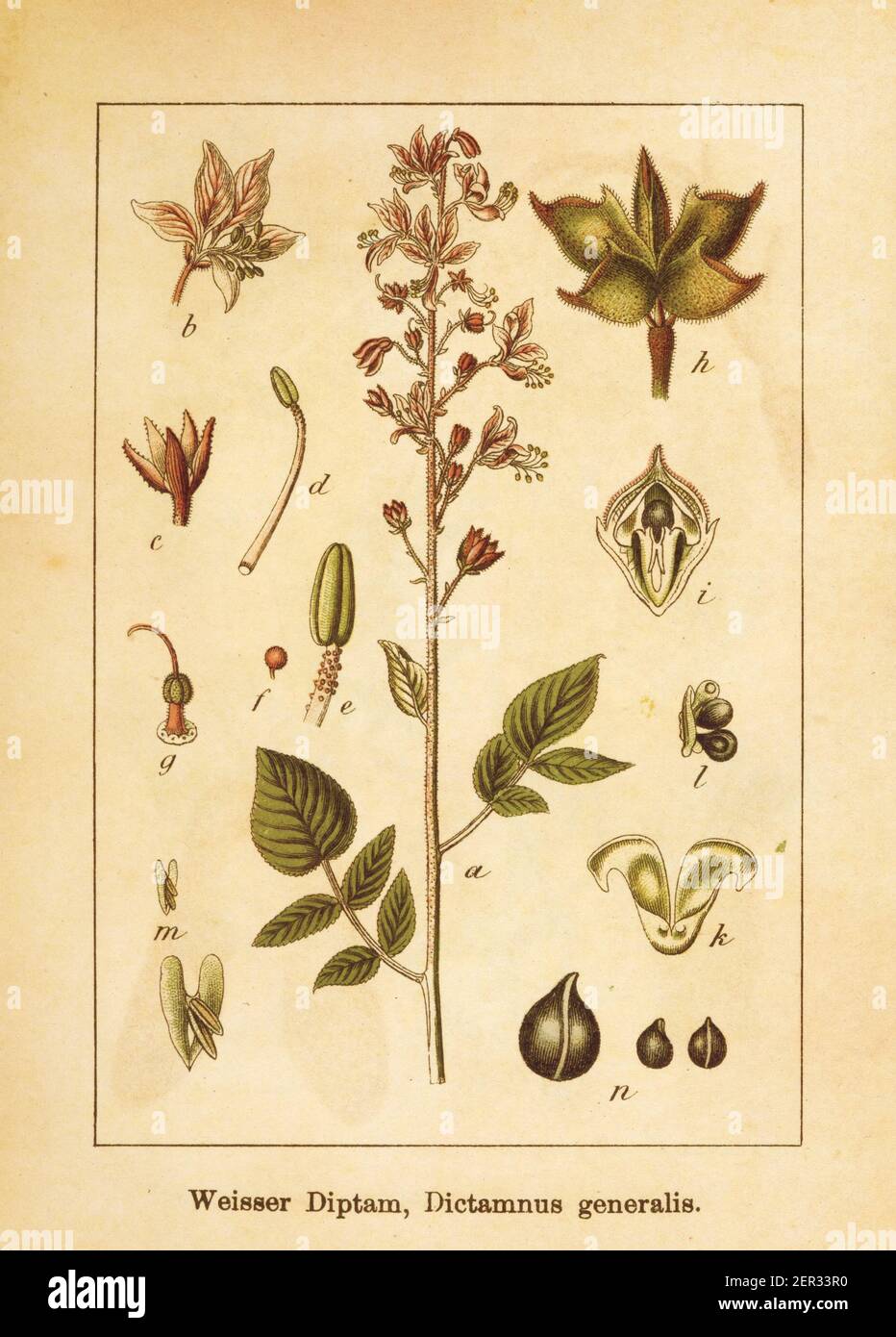 Antike Illustration eines dictamnus generalis, auch bekannt als dictamnus albus, Gas-Anlage, Burning-Bush, falsche Dittany, weiße Dittany oder Fraxinella. Eng Stockfoto