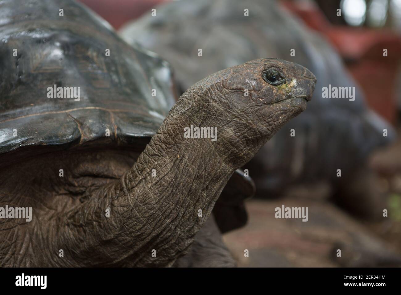 Eine Riesenschildkröte auf den Seychellen, Indischer Ozean Stockfoto