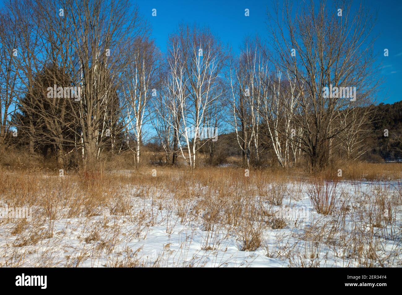 Sowohl einheimische als auch nicht einheimische Baumarten übernehmen ein ehemaliges Agrarfeld im alten Feld Susszession im Beltzville State Park in Carbon County, Penn Stockfoto