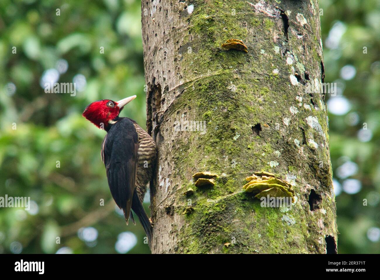 Fahlschnabelspecht, Specht mit rotem Kopf in Costa Rica Stockfoto
