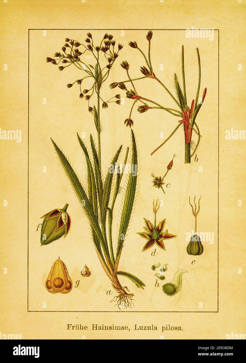 Antike Gravur von haarigen Holz Rush. Illustration von Jacob Sturm (1771-1848) aus dem Buch Deutschlands Flora in Abbildungen nach der Natur mit Besch Stockfoto