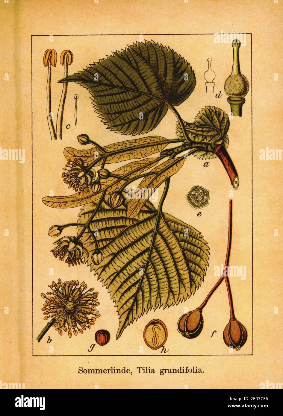 Antike 19th-Jahrhundert-Gravur von großblättrigen Kalk. Illustration von Jacob Sturm (1771-1848) aus dem Buch Deutschlands Flora in Abbildungen nach der Stockfoto