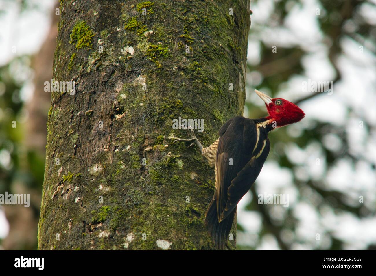 Fahlschnabelspecht, Specht mit rotem Kopf in Costa Rica Stockfoto