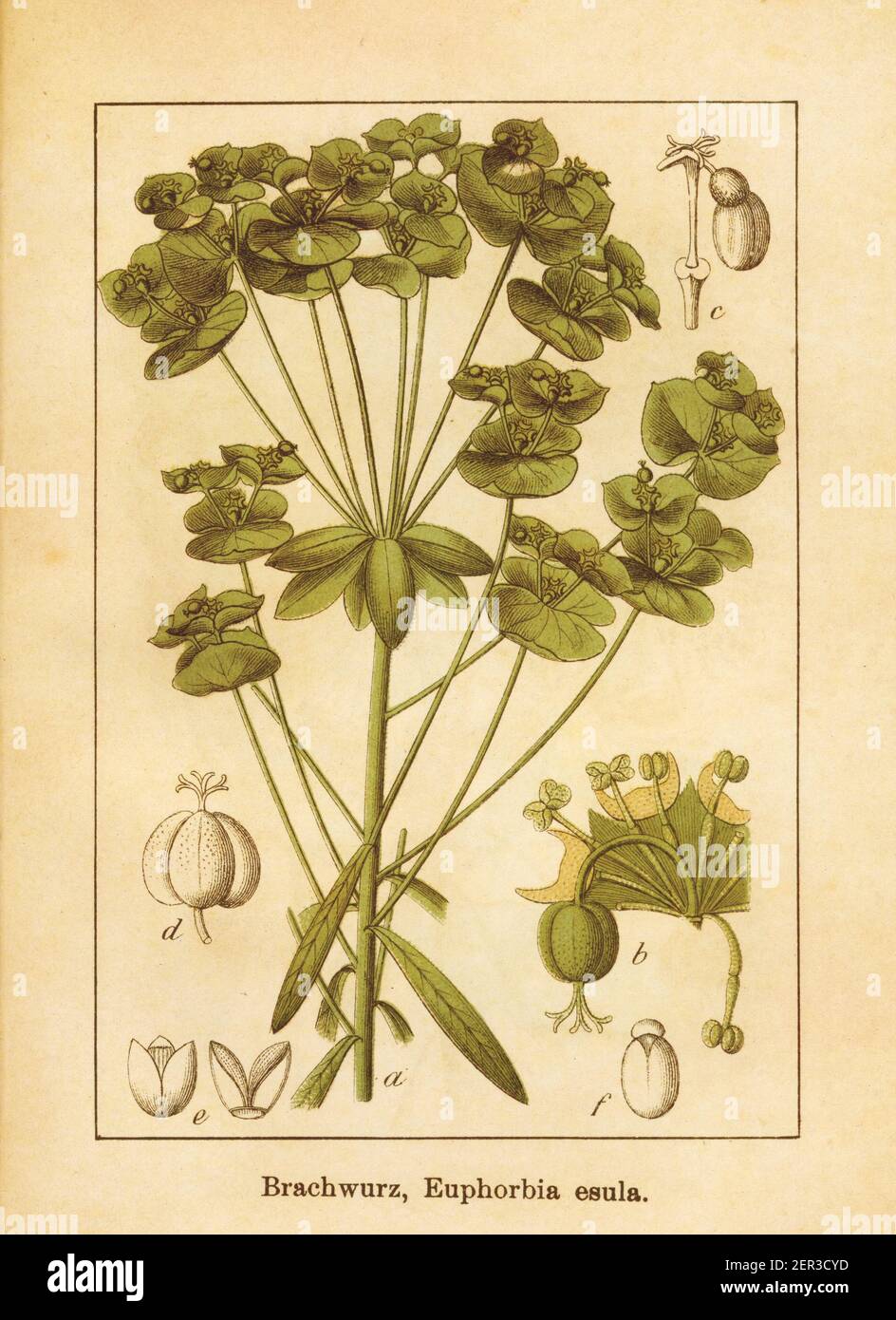 Antike Illustration einer Euphorbia-Esiula, auch als Blattspurge oder Grünspurge bekannt. Gestochen von Jacob Sturm (1771-1848) und im Buch veröffentlicht Stockfoto
