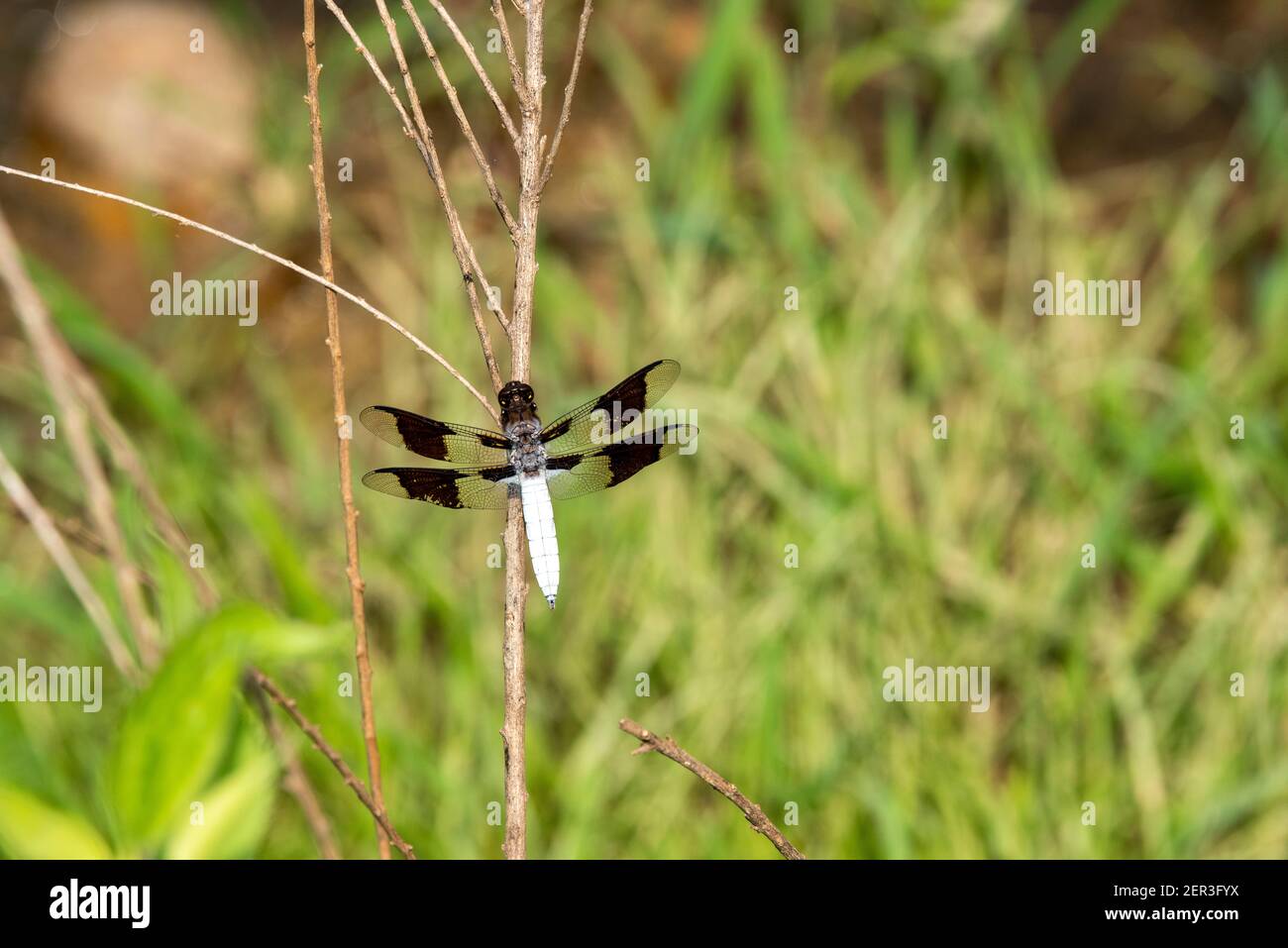 Ein gewöhnlicher Weißschwanz oder Langschwanzskimmer (Plathemis lydia) ruht auf einem Ast. Stockfoto