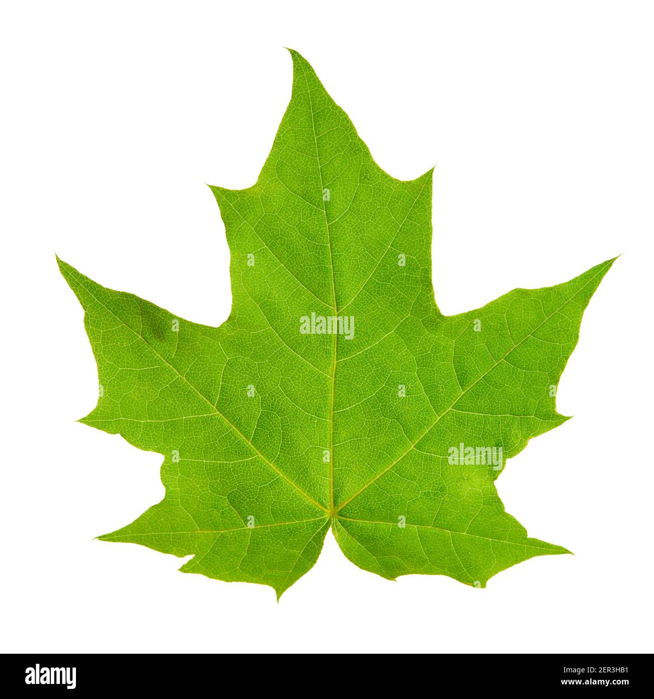 Grünes Ahornblatt isoliert auf weißem Hintergrund. Template-Element für Design Stockfoto