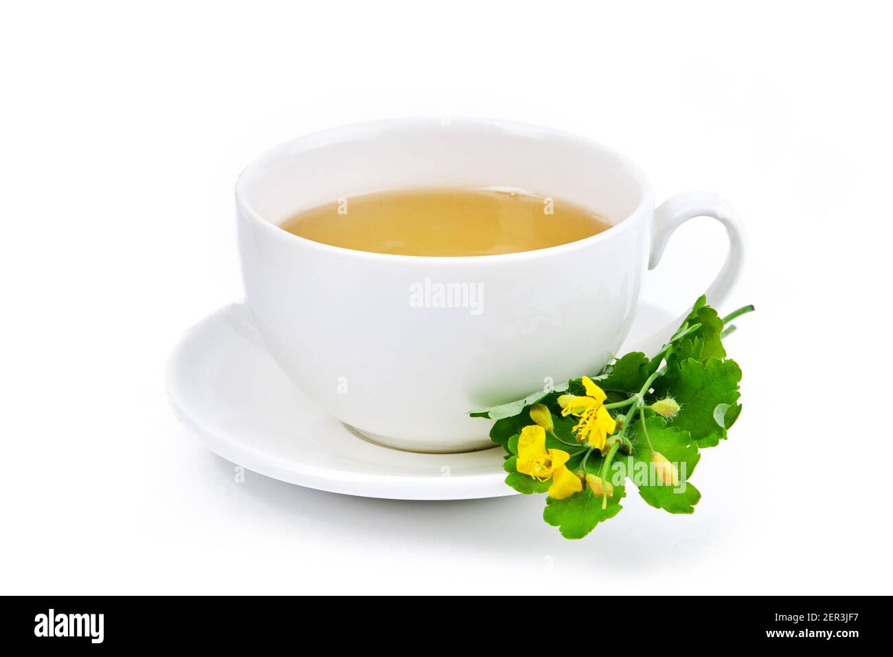 Pflanzliche Medizin Celandine grünen Tee isoliert auf weißem Hintergrund. Natürliche medizinische Heilmittel Konzept Stockfoto