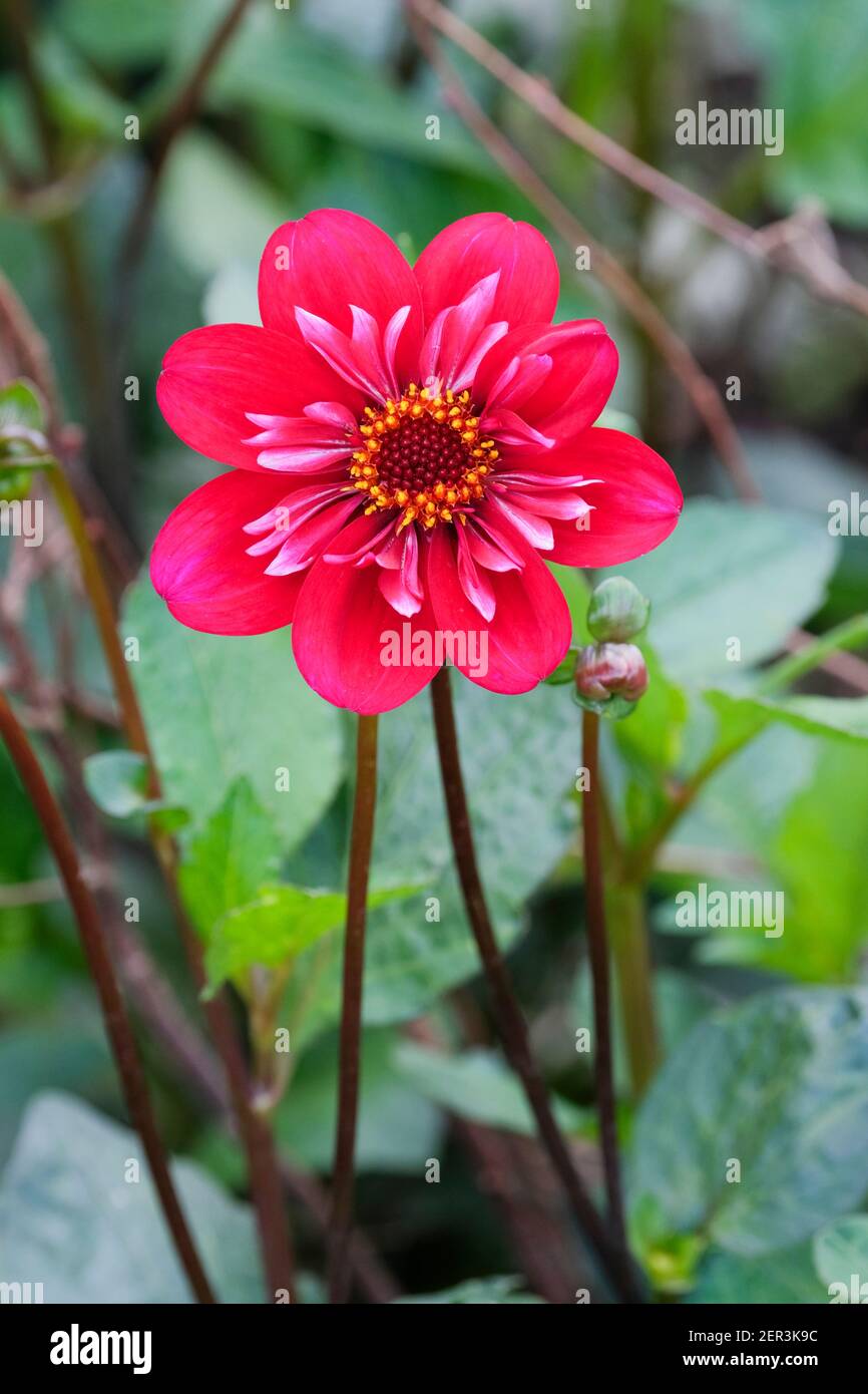 Dahlia 'Hootenanny' - Swan Island. Collarette Dahlia. Warme rote Blume mit weißen Highlights. Stockfoto