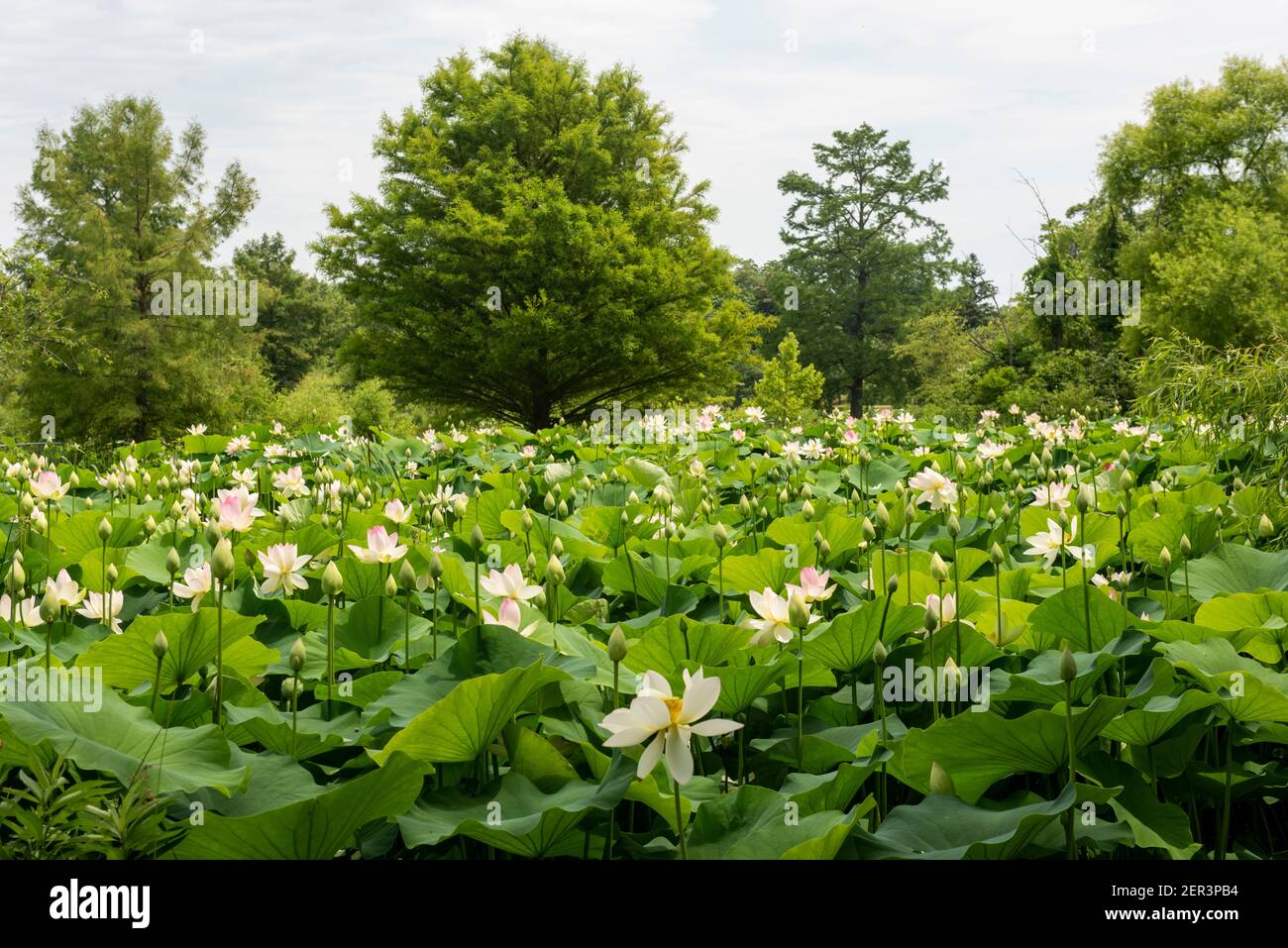 Ein Feld mit Lotusblumen in einem Wassergarten. Stockfoto