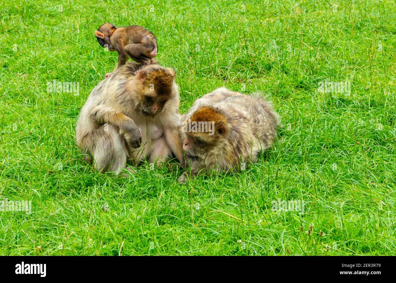 Familie barbary Makaken Affen mit jungen in Gefangenschaft bei Monkey Wald in Trentham Staffordshire England Großbritannien Stockfoto