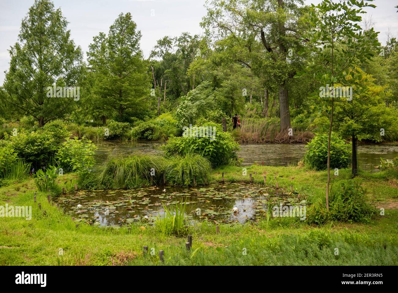 Die üppig grüne Landschaft des Kenilworth Park und Aquatic Gardens ist ein ruhiger Zufluchtsort innerhalb der Grenzen von Washington, DC. Stockfoto