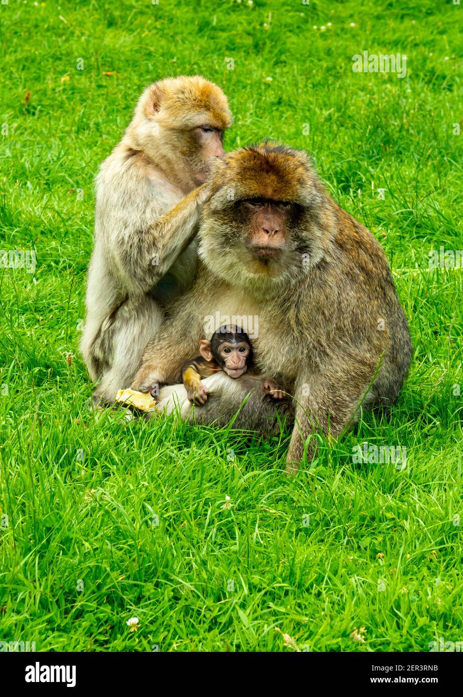 Familie barbary Makaken Affen mit jungen in Gefangenschaft bei Monkey Wald in Trentham Staffordshire England Großbritannien Stockfoto
