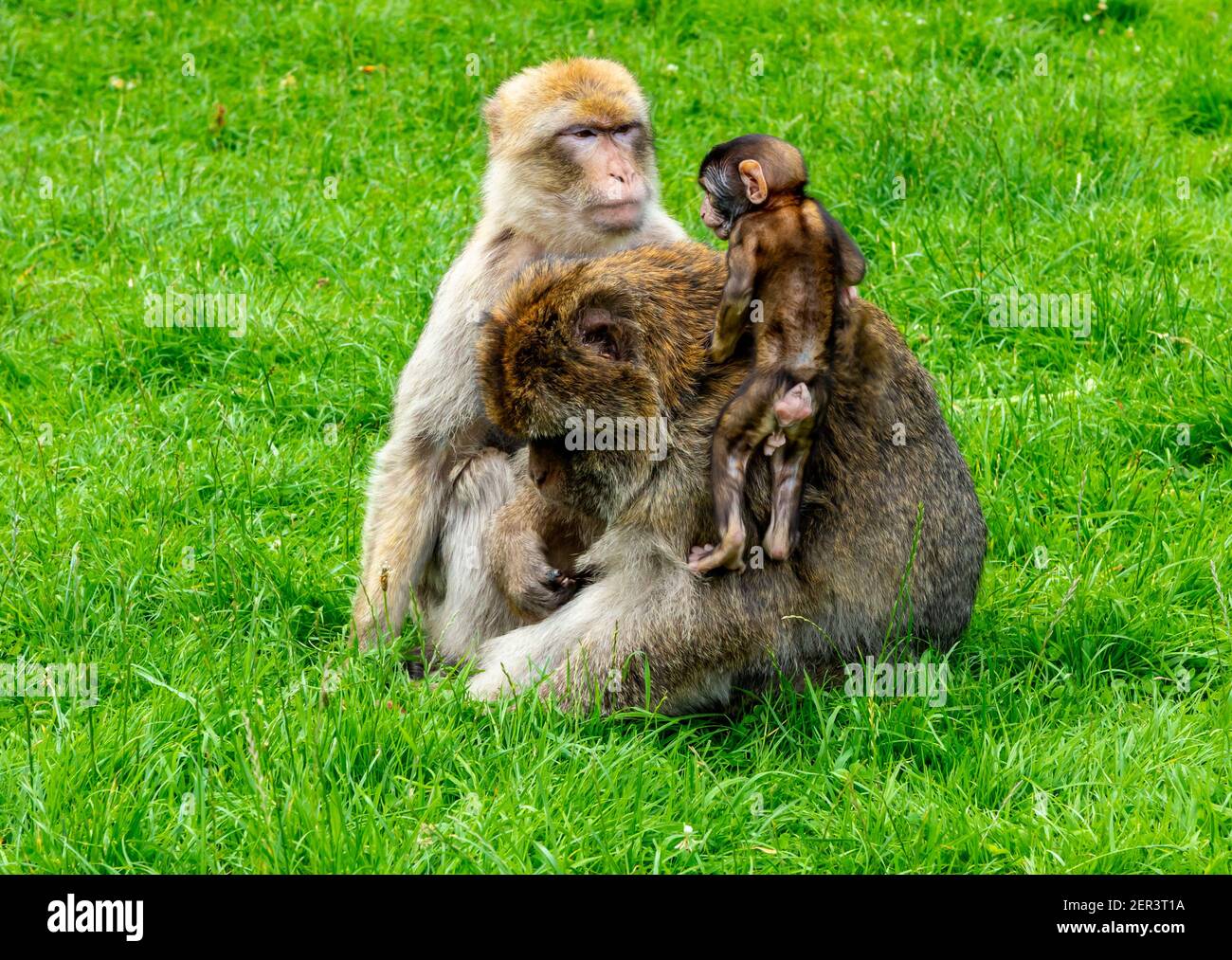 Familie barbary Makaken Affen mit jungen in Gefangenschaft bei Monkey Wald in Trentham Staffordshire England Großbritannien Stockfoto