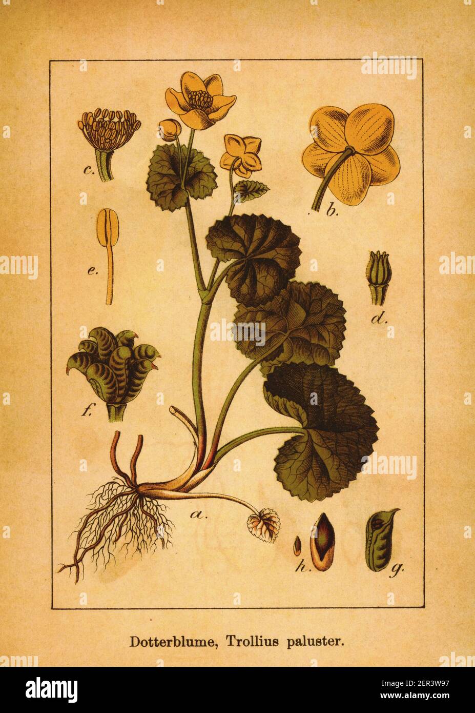 19th-Jahrhundert-Illustration von Sumpf-Sumpflandschaft. Stich von Jacob Sturm (1771-1848) aus dem Buch Deutschlands Flora in Abbildungen nach der Natur mit B Stockfoto