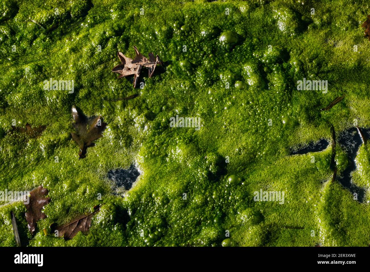 Eutrophierung, dichte Algenbedeckung auf dem Wasser im Graben Stockfoto