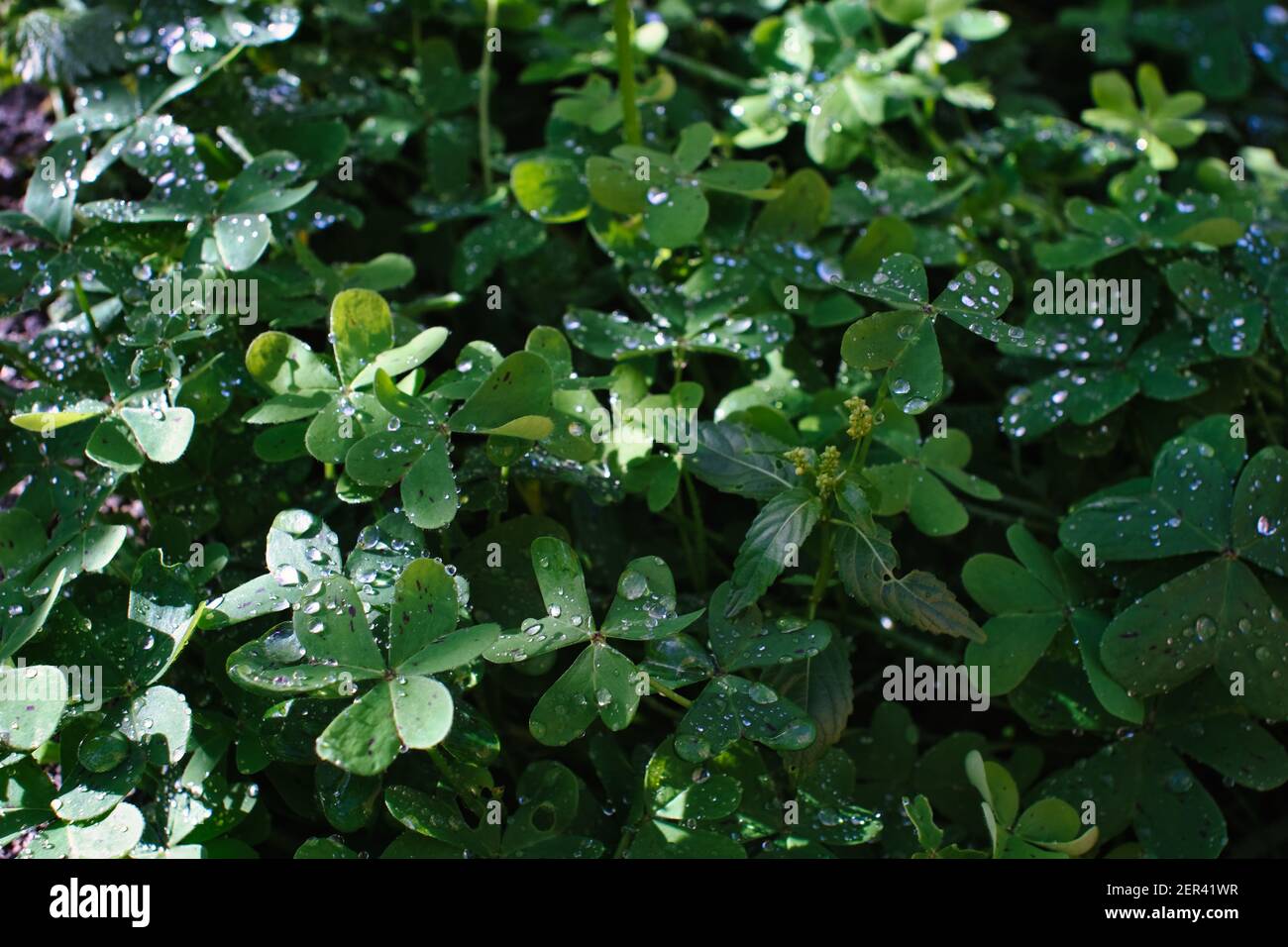 Nahaufnahme von Kleeblatt mit Frost Stockfoto