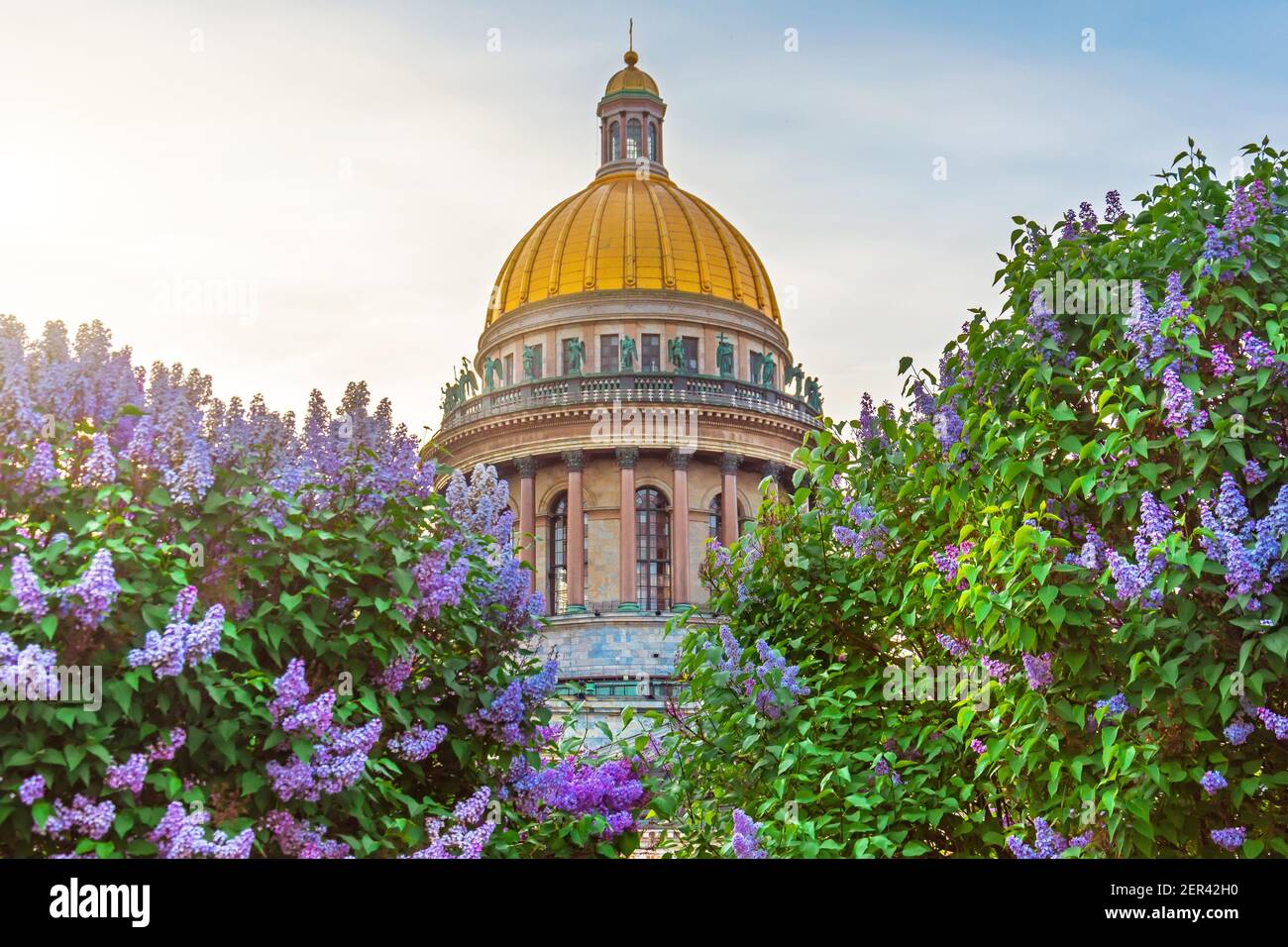 Die Kuppel der Isaakskathedrale im Vordergrund Büsche blühender Flieder Stockfoto