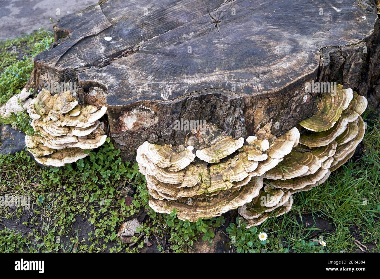 Pilz wächst auf einem alten verfaulenden Baumstumpf Stockfoto