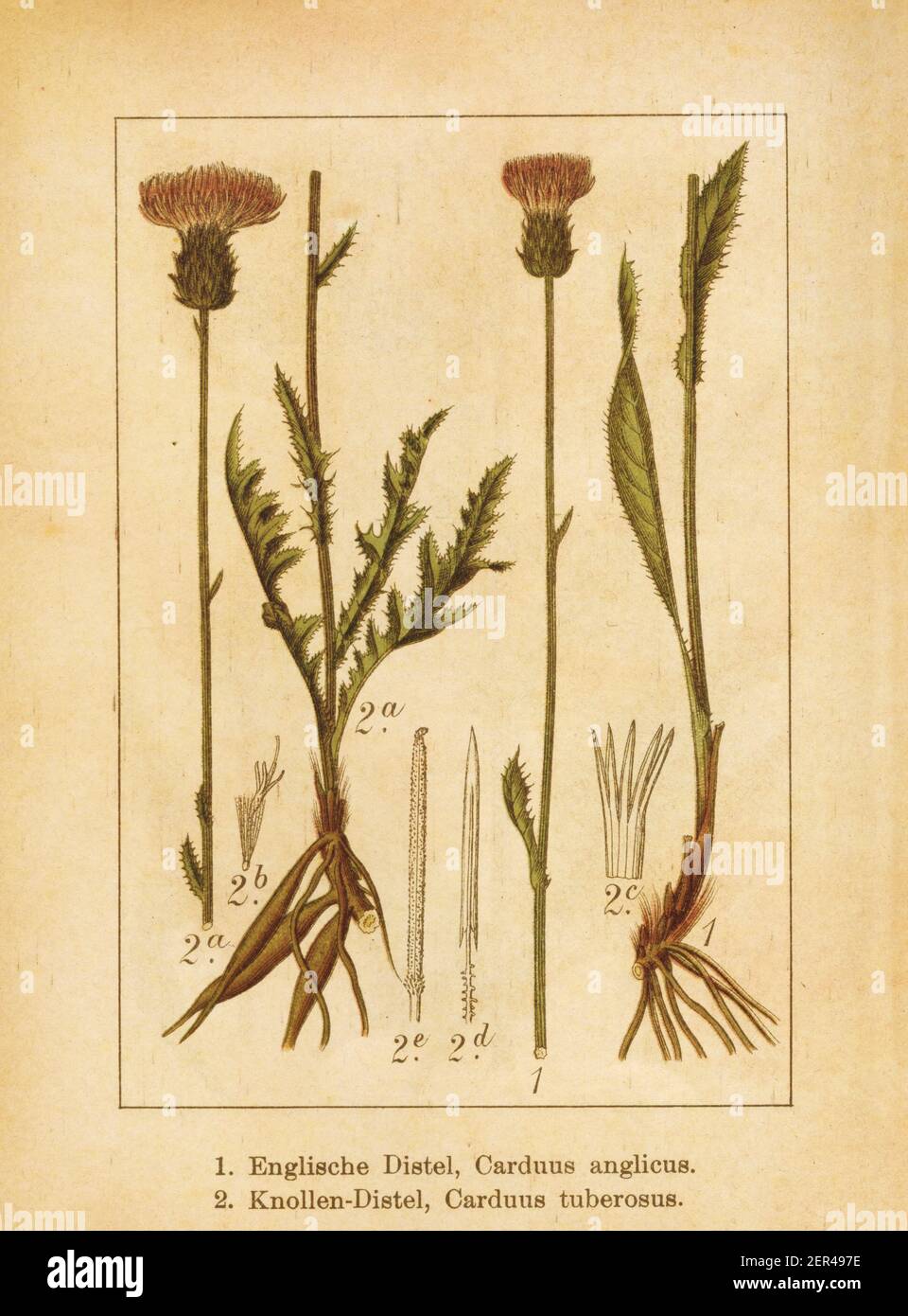 Antike Illustration eines cirsium dissectum (Auch bekannt als carduus anglicus oder Wiesendistel) Und cirsium tuberosum (auch bekannt als carduus tuberosus Stockfoto