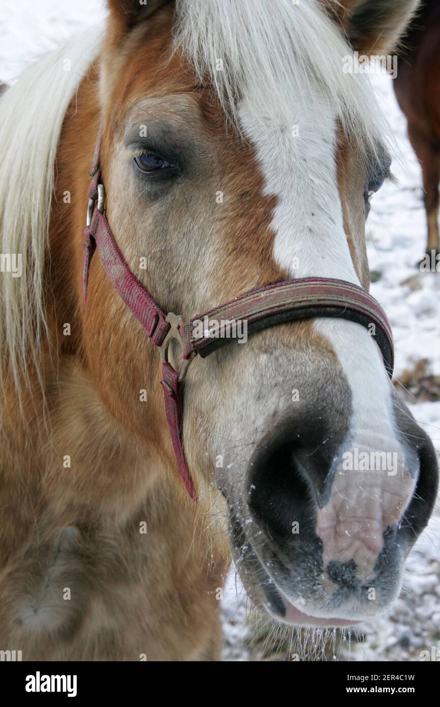 Porträt eines Pferdes Stockfoto