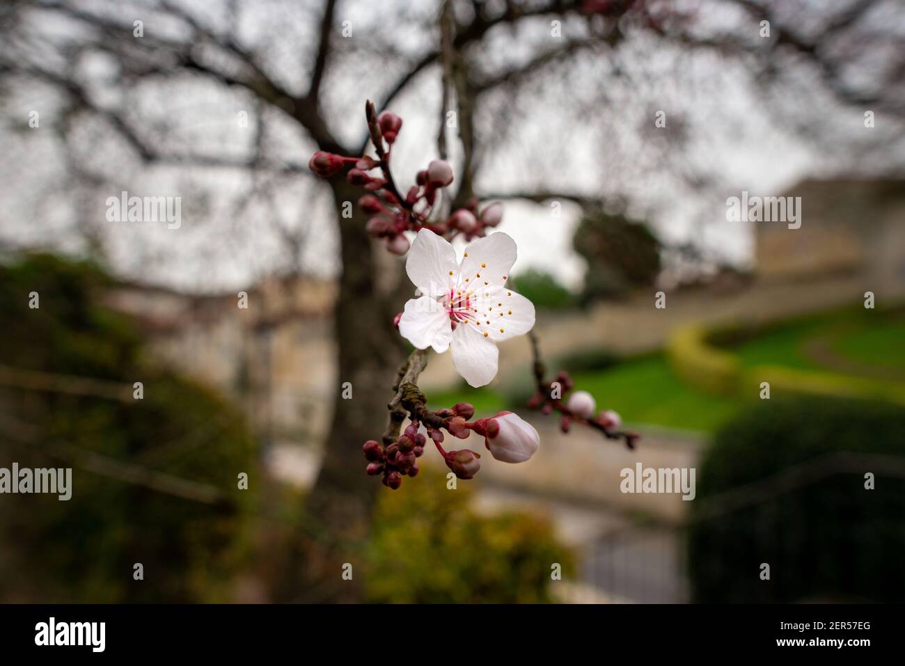 Eine einzige Kirschblüte, aufgenommen in Saintes, Frankreich an einem späten Winter bewölkten Tag Stockfoto