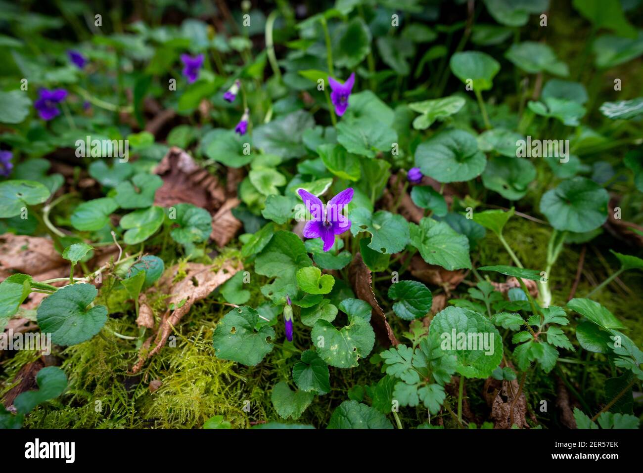 Süßes Violett, blühend im frühen Frühjahr in Frankreich mit verschwommenem dunkelgrünen Hintergrund Stockfoto