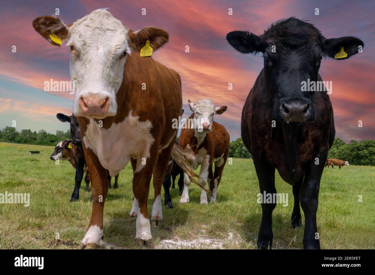 Neugierige Kühe-Bos stier, auf einem Bauernhof in East Sussex, England, Großbritannien, GB. Stockfoto