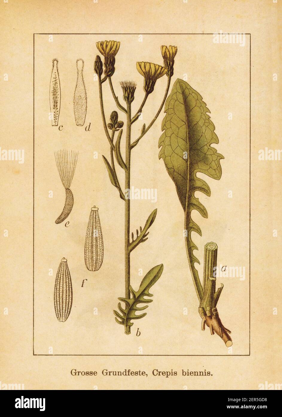 Antike Illustration eines crepis biennis, auch bekannt als rauer Hagebart. Gestochen von Jacob Sturm (1771-1848) und veröffentlicht im Buch Deutschlands F Stockfoto