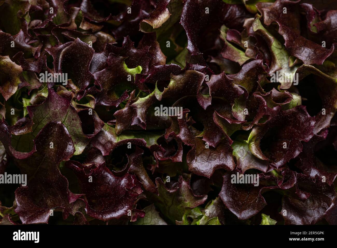 Vollformat-Makroaufnahme des roten Blattsalat aka Lollo rosso von oben. Stockfoto