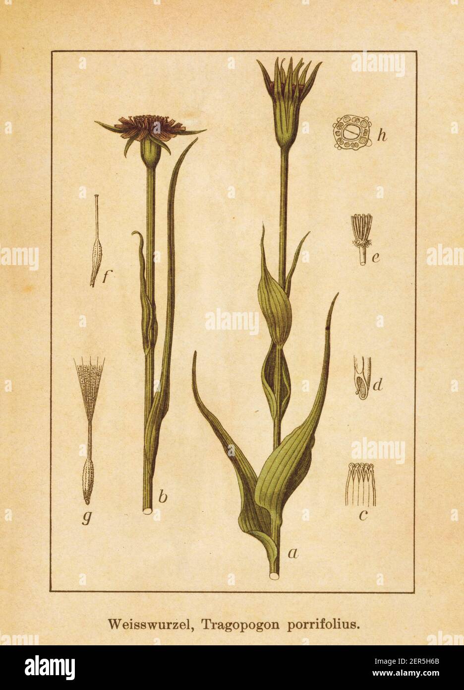Antike Illustration eines Tragopogon porrifolius, auch bekannt als Salsify, lila Salsify, gemeinsame Salsify, Austernpflanze, Gemüseauster, Jerusalem Sta Stockfoto
