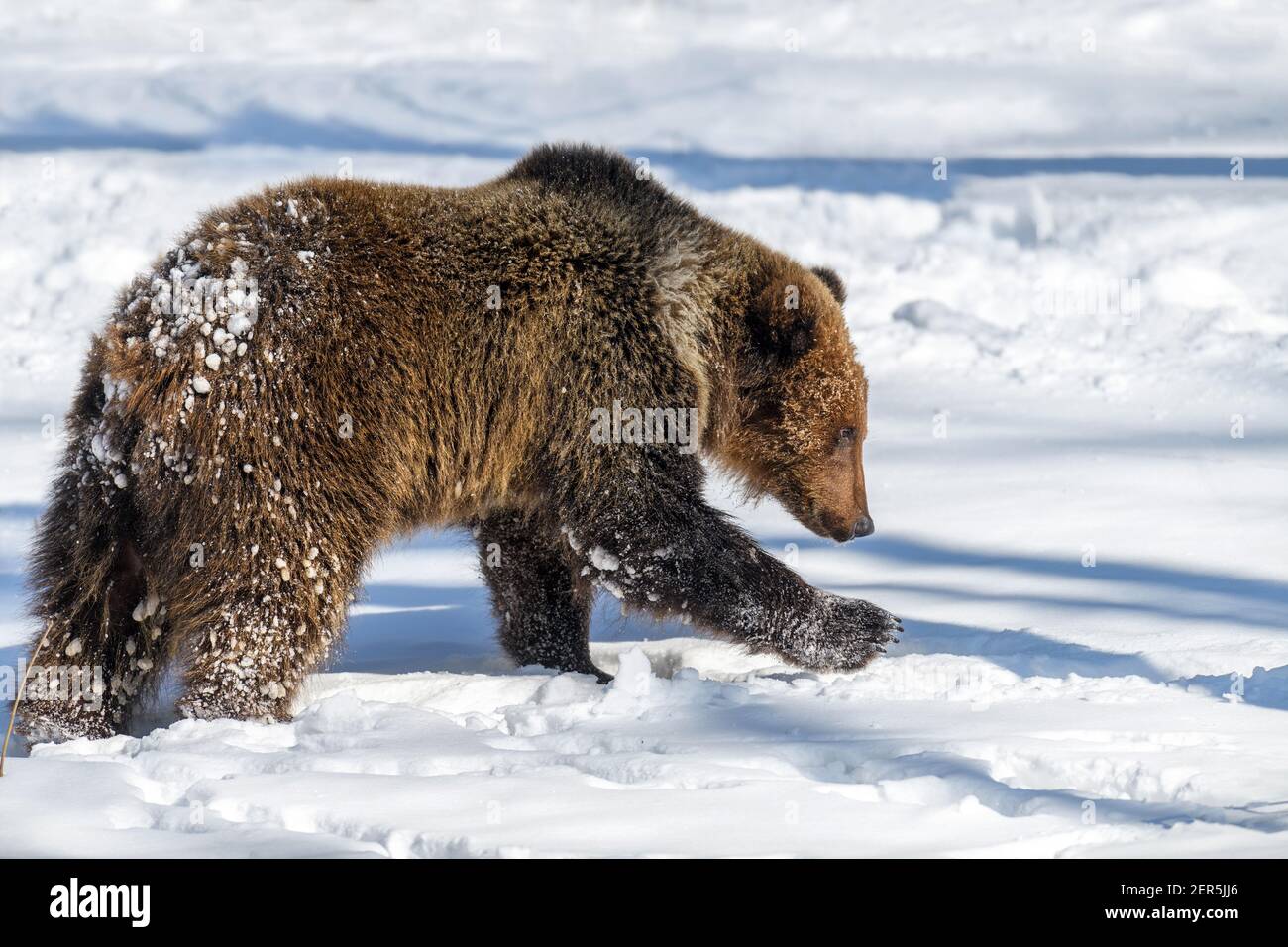 Wilder Braunbär (Ursus Arctos) im Winterwald. Gefährliches Tier in natürlichen Lebensraum. Wildtierszene Stockfoto