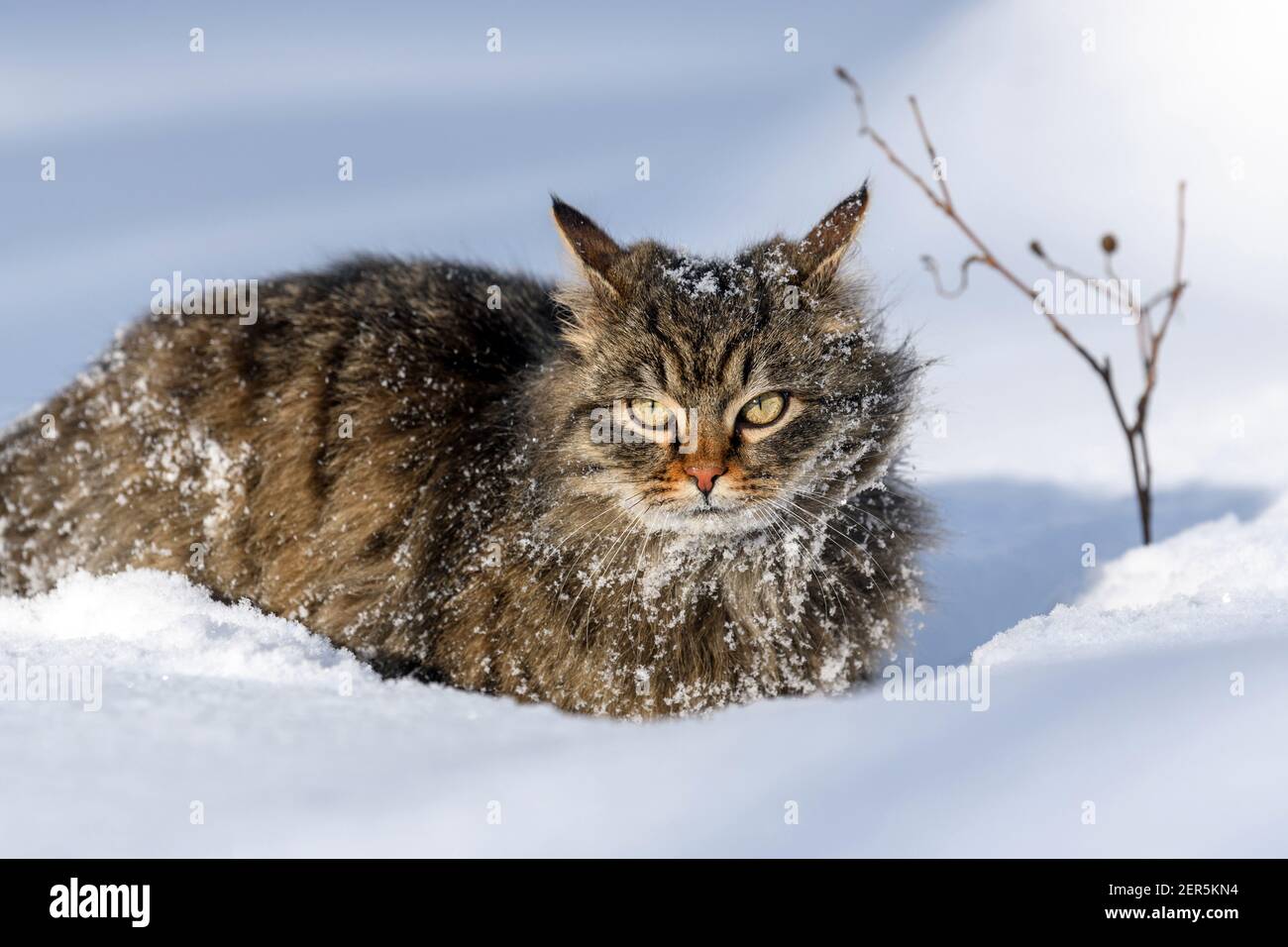 Bedeckt mit Schneekatze. Katze Wandern im Schnee im Winter Stockfoto