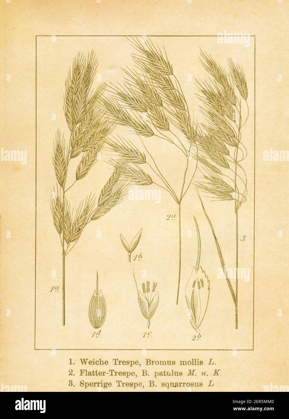 Antike Illustration von Bromus mollis (auch bekannt als Bromus hordeaceus, weicher Brom, Stiergras, weicher Cheat oder weiches Schach), Bromus patulus (auch bekannt Stockfoto