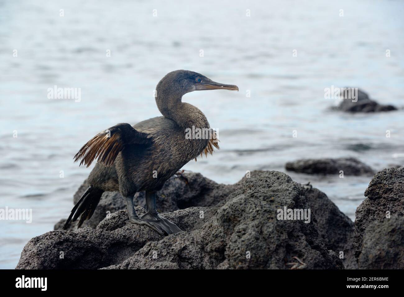 Flightless Cormorant oder Galapagos Cormorant (Phalacrocorax harrisi), Urbina Bay, Isabela Island, Galapagos Islands, Ecuador Stockfoto
