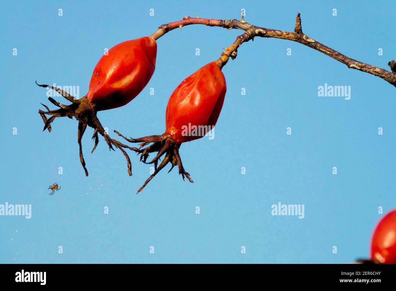 Hagebuttenbeeren und kleine Spinne, Hundelrose im Winter, Himmel Stockfoto