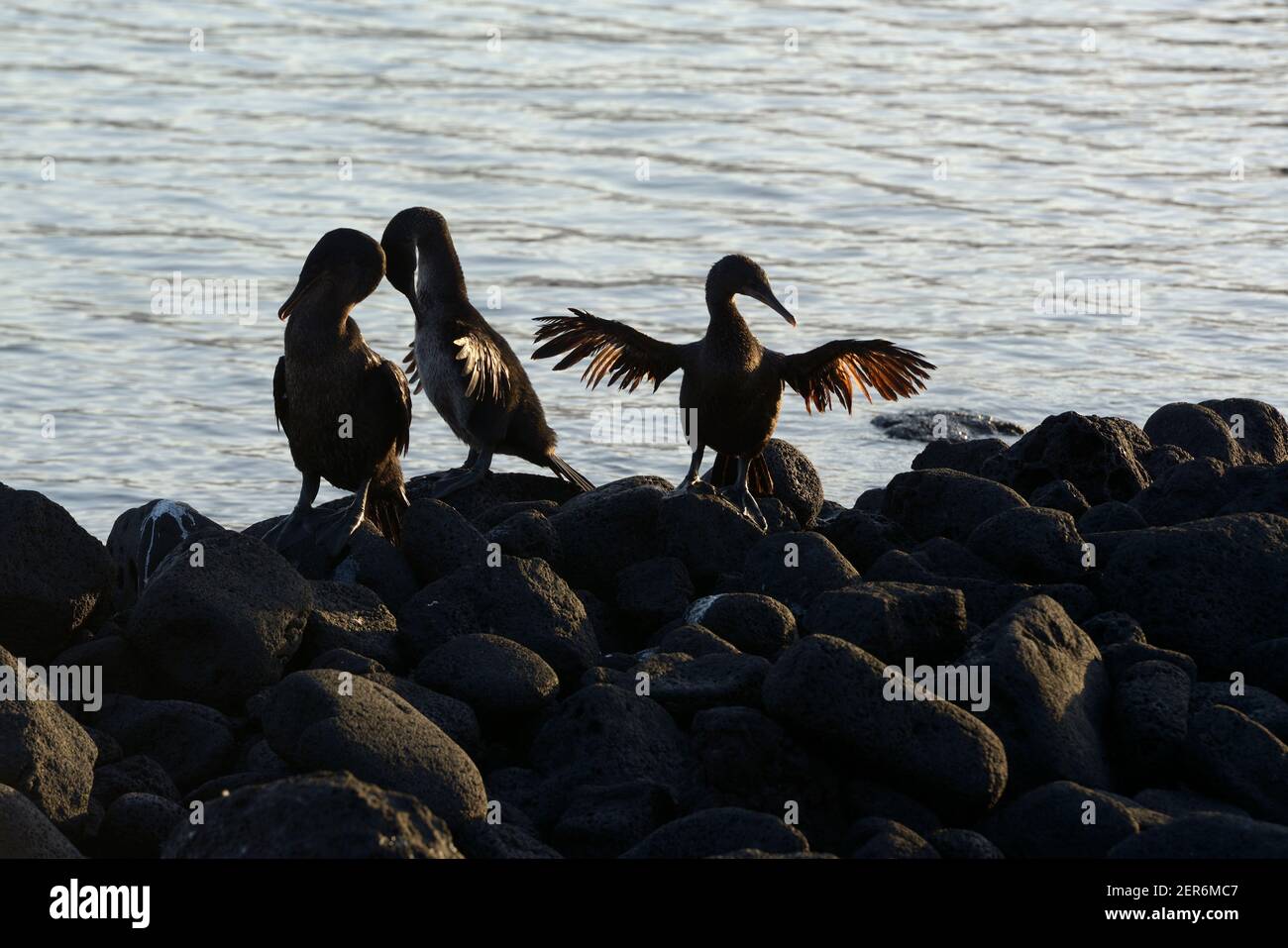 Flightless Cormorants (Phalacrocorax harrisi) Strecken ihre Flügel, Punta Espinosa, Fernandina Island, Galapagos-Inseln, Ecuador Stockfoto